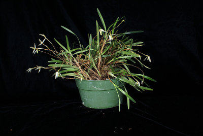 20182114 - Maxillaria acuminata 'Orkiddoc' CBR/AOS 5-12-2018 (Larry Sexton) plant