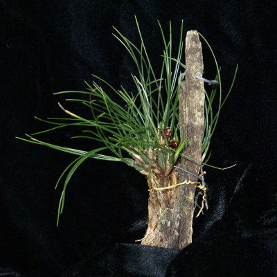 20182121 - Maxillaria nardoides 'Orkkidoc' CBR/AOS 7-14-2018 (Larry Sexton)  plant