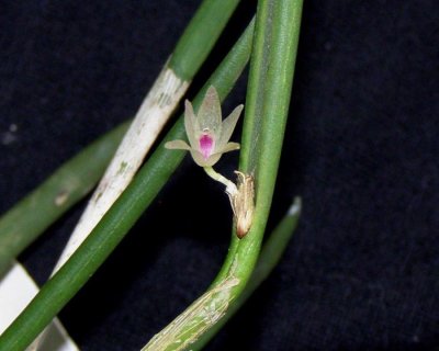 20182129  -  Octomeria praestans Orkiddoc CBR/AOS 9-9-2018 (Larry Sexton)  flower