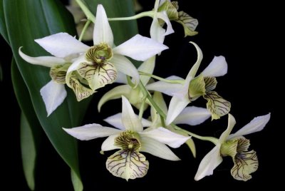 20182145 Dendrobium Green Mist 'Josephine' AM/AOS (82 points) 10-26-2018 (Nancy Thomas) inflorescence