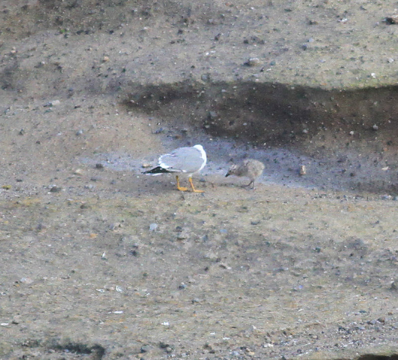 Yellow-legged Gull (Larus michahellis)