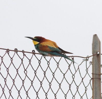 Bee-eater (Merops apiaster).