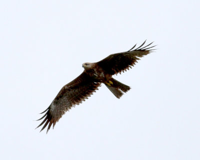 Black Kite (Milvus migrans)