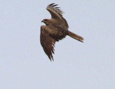 Black Kite (Milvus migrans)