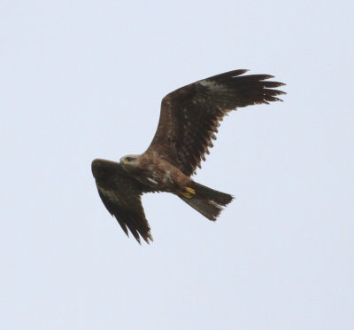 Black Kite (Milvus migrans)