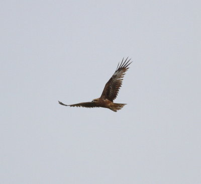 Black Kite (Milvus migrans)