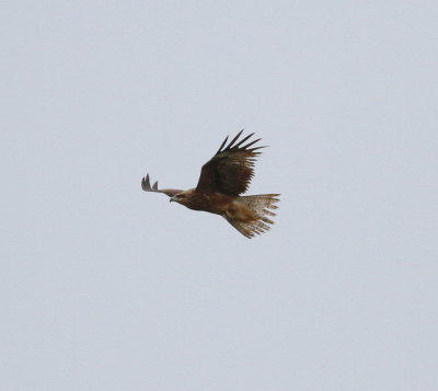 Black Kite (Milvus migrans)