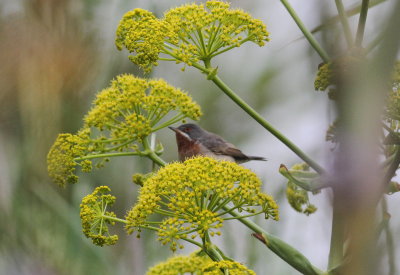 Eastern Subalpine Warbler (Sylvia cantilans)
