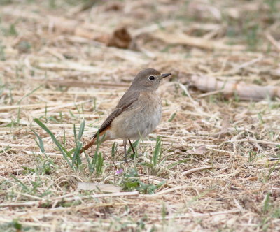 Redstart (Phoenicurus phoenicurus)