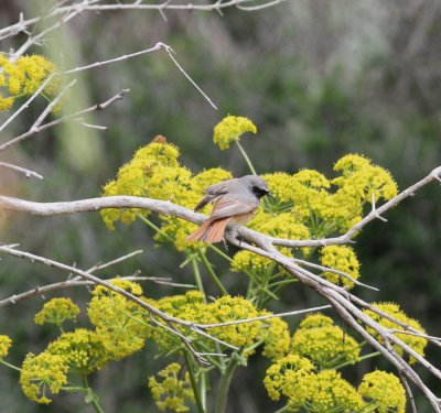 Redstart (Phoenicurus phoenicurus)