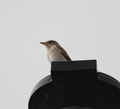 Spotted Flycatcher (Muscicapa striata)
