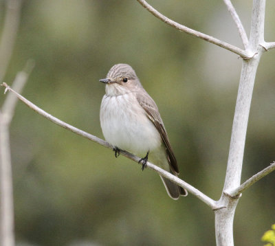 Spotted Flycatcher (Muscicapa striata)