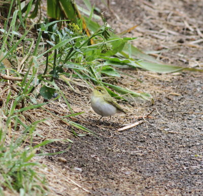 Wood Warbler (Phylloscopus sibilatrix)
