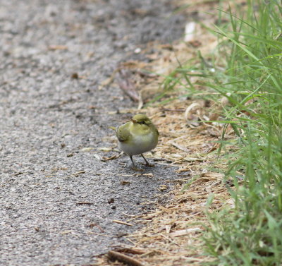 Wood Warbler (Phylloscopus sibilatrix)
