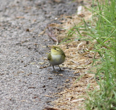 Wood Warbler (Phylloscopus sibilatrix)