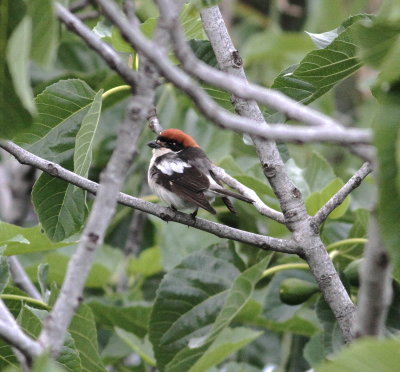 Woodchat Shrike (Lanius senator badius)