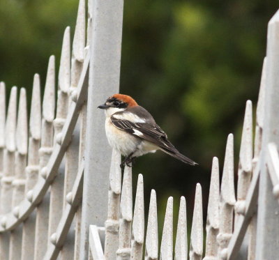 Woodchat Shrike (Lanius senator)