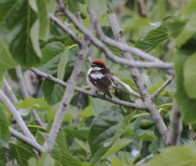Woodchat Shrike (Lanius senator)
