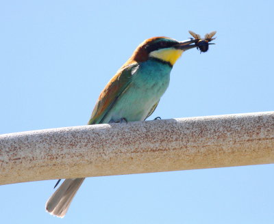 Bee-eater (Merops apiaster)