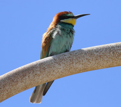 Bee-eater (Merops apiaster)