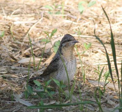 Wryneck (Jynx torquilla)