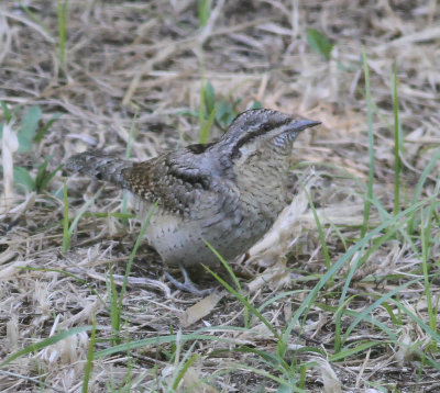 Wryneck (Jynx torquilla)