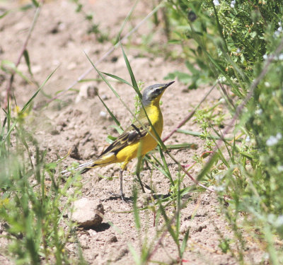 Yellow Wagtail (Motacilla flava)