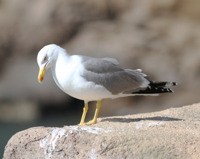 Yellow-legged Gull (Larus michahellis)