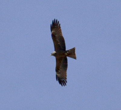 Black Kite (Milvus migrans)