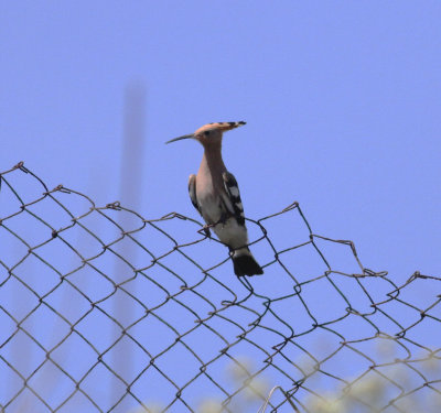 Hoopoe (Upupa epops)