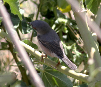 Moltoni's Warbler (sylvia subalpina)