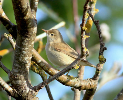 Marsh Warbler (Acrocephalus palustris)