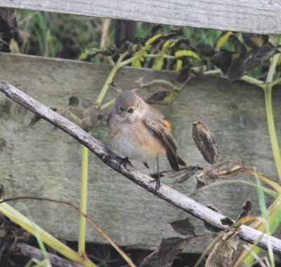 Redstart (Phoenicurus phoenicurus)