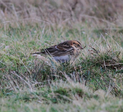 Lapland Bunting (Calcarius lapponicus)