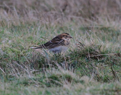 Lapland Bunting (Calcarius lapponicus)
