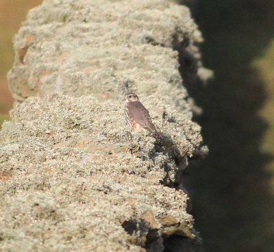Merlin (Falco columbarius)