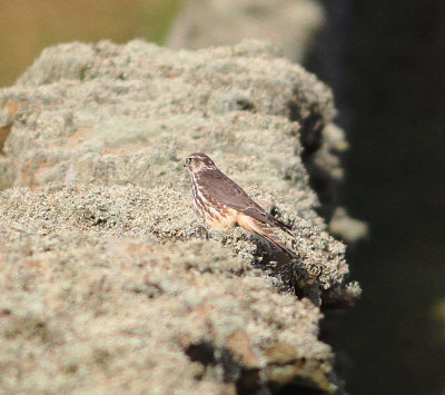 Merlin (Falco columbarius)