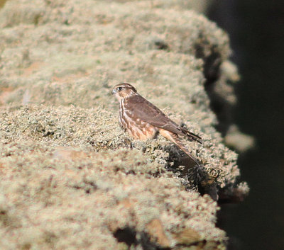 Merlin (Falco columbarius)