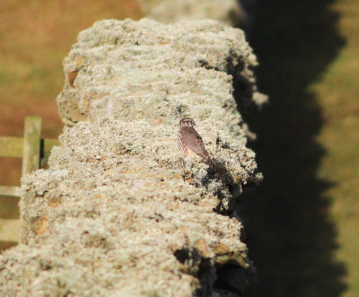 Merlin (Falco columbarius)