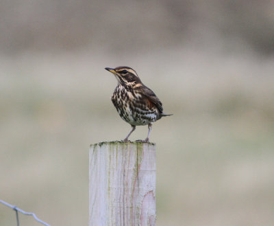 Redwing (Turdus iliacus)