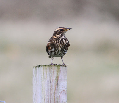 Redwing (Turdus iliacus)
