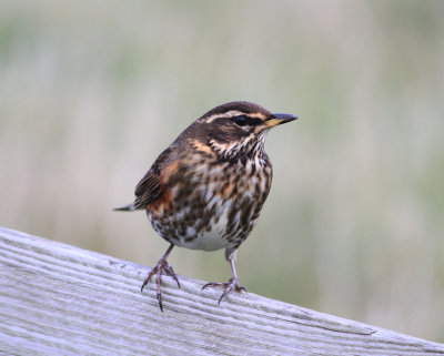 Redwing (Turdus iliacus)