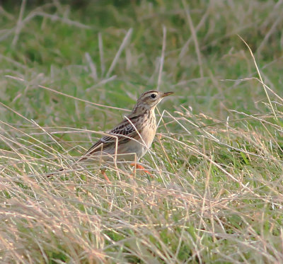 Richard's Pipit (Anthus richardi)