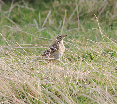 Richard's Pipit (Anthus richardi)