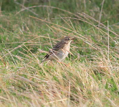Richard's Pipit (Anthus richardi)
