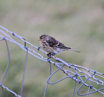 Twite (Linaria flavirostris)
