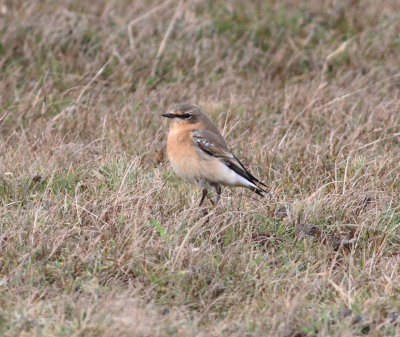 Wheatear (Oenanthe oenanthe)