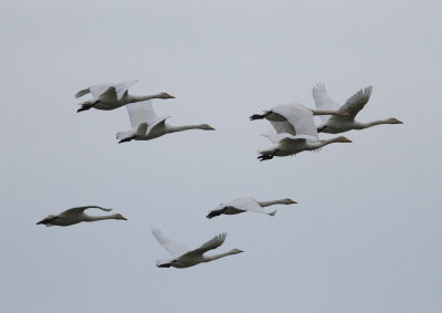 Whooper Swan (Cygnus cygnus)