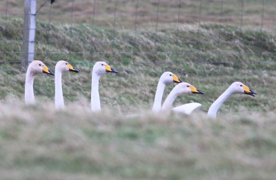 Whooper Swan (Cygnus cygnus)