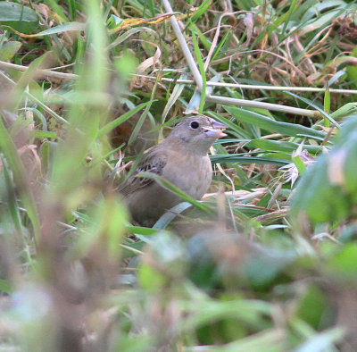 Black-headed Bunting (Emberiza melanocephala)